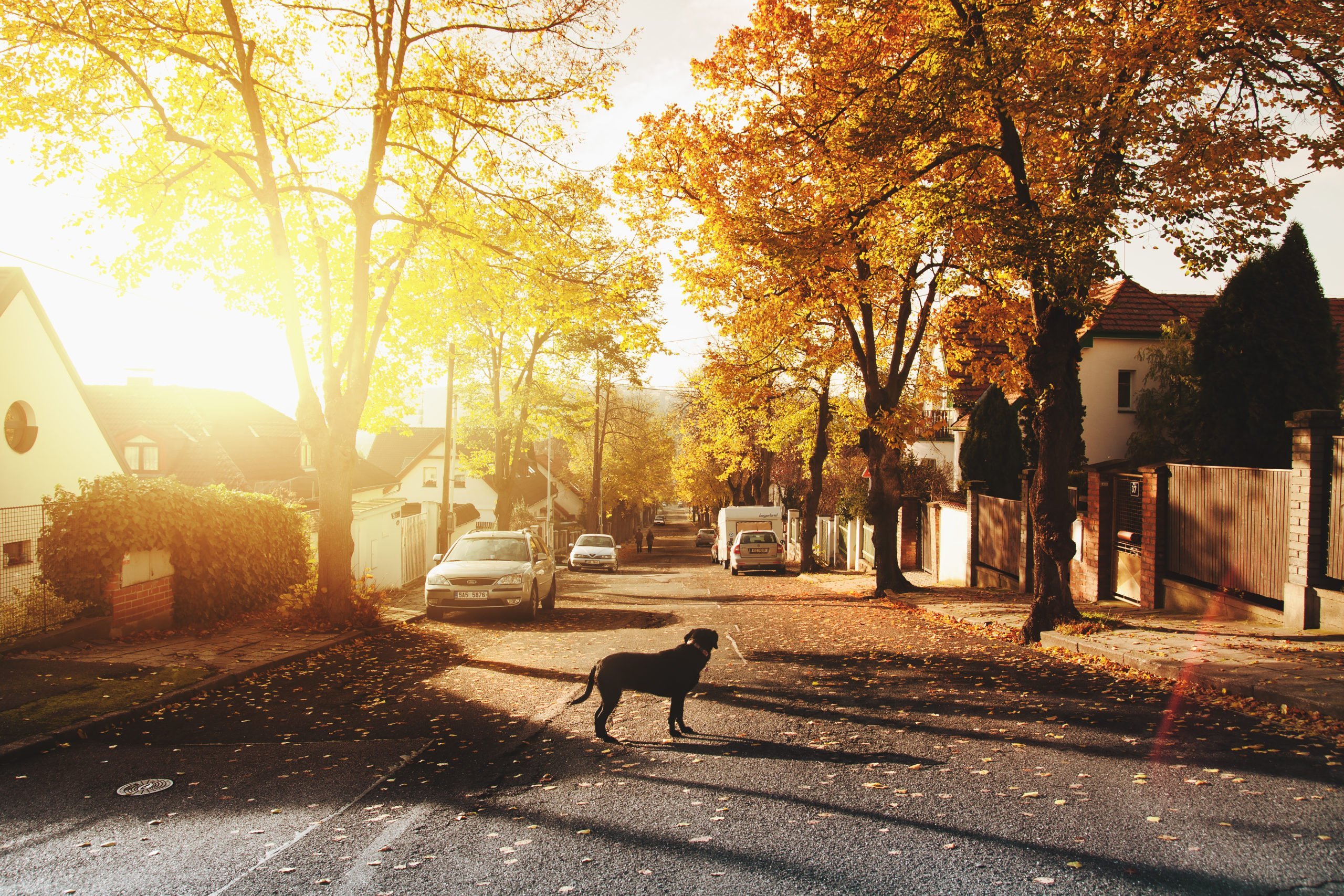 Photo of a black dog standing in the middle of the road as the sun rises